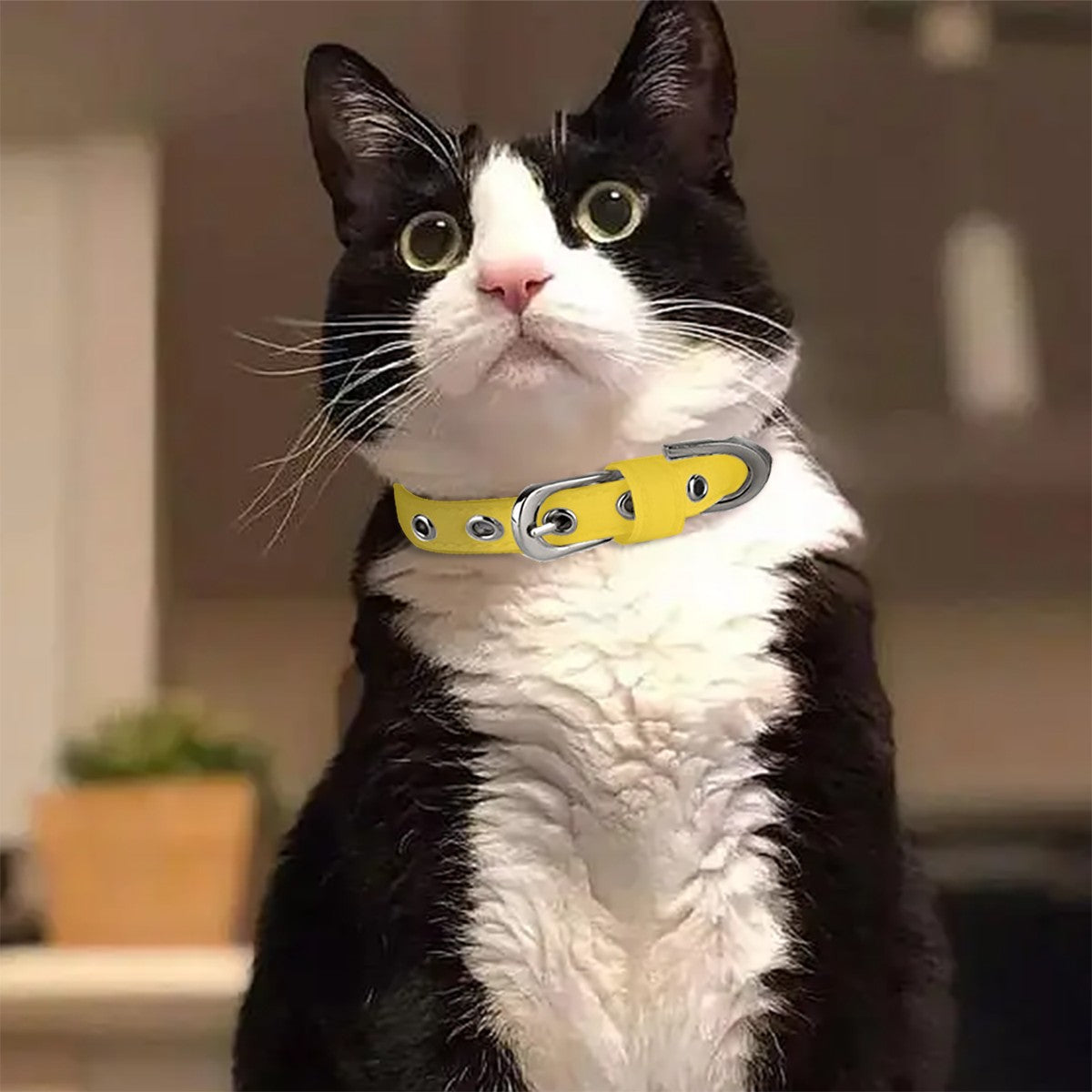 Finn  - Soft Cat Collar