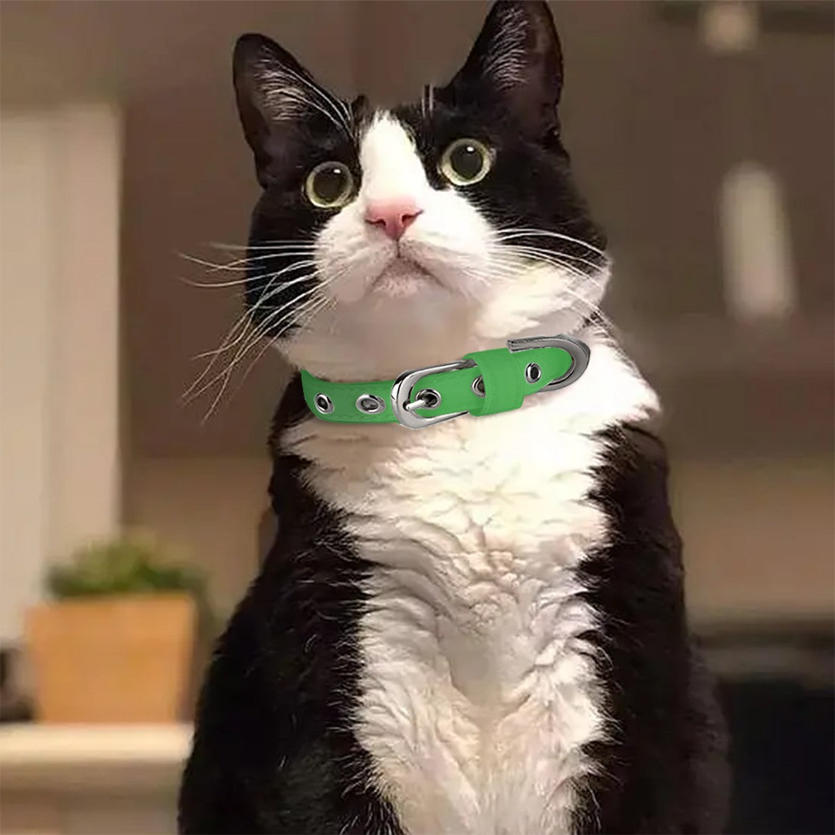 Chester - Soft Cat Collar