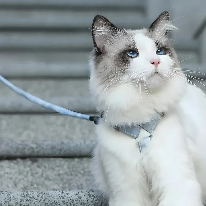 Escape-Proof Cat Harness & Leash Set