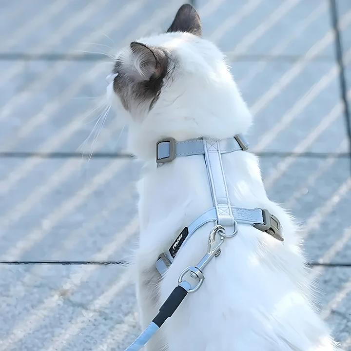 Escape-Proof Cat Harness & Leash Set